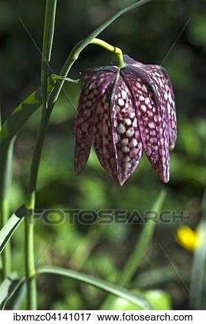 Stock Photo - Flower of a Chess Flower (Fritillaria meleagris), Bavaria, Germany, Europe. Fotosearch