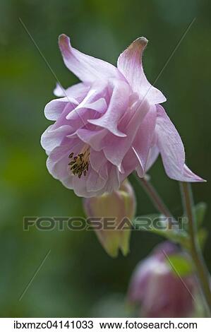 Flower of a European Columbine (Aquilegia vulgaris), Bavaria, Germany, Europe View Large Photo Image Stock Image - Flower of a European Columbine (Aquilegia vulgaris), Bavaria, Germany, Europe. Fotosearch
