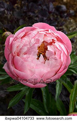 Flower of a pink peony (Paeonia), half-open, Devon, United Kingdom, Europe View Large Photo Image Stock Image - Flower of a pink peony (Paeonia), half-open, Devon, United Kingdom, Europe. Fotosearch