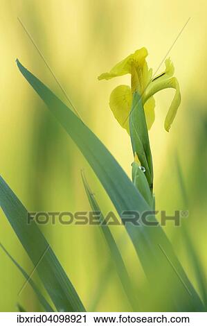 Flower of a Yellow Iris (Iris pseudacorus), North Rhine-Westphalia, Germany, Europe View Large Photo Image Stock Image - Flower of a Yellow Iris (Iris pseudacorus), North Rhine-Westphalia, Germany, Europe. Fotosearch