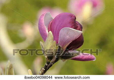 Picture - Flower of the tulip magnolia (Magnolia x soulangeana), Baden-Wurttemberg, Germany, Europe. Fotosearch