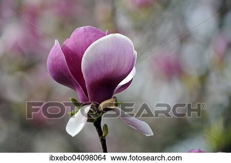 Flower of the tulip magnolia (Magnolia x soulangeana), Baden-Wurttemberg, Germany, Europe View Large Photo Image Picture - Flower of the tulip magnolia (Magnolia x soulangeana), Baden-Wurttemberg, Germany, Europe. Fotosearch