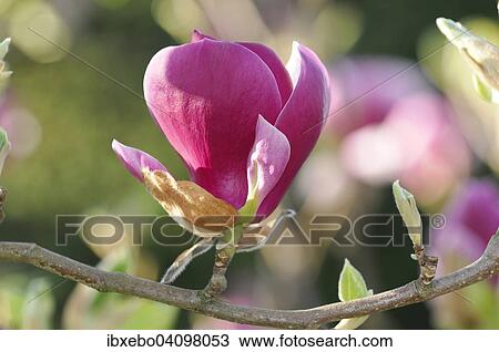 Flower of the tulip magnolia (Magnolia x soulangeana), Baden-Wurttemberg, Germany, Europe View Large Photo Image Stock Image - Flower of the tulip magnolia (Magnolia x soulangeana), Baden-Wurttemberg, Germany, Europe. Fotosearch