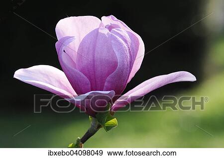 Flower of the tulip magnolia (Magnolia x soulangeana), Baden-Wurttemberg, Germany, Europe View Large Photo Image Stock Photo - Flower of the tulip magnolia (Magnolia x soulangeana), Baden-Wurttemberg, Germany, Europe. Fotosearch