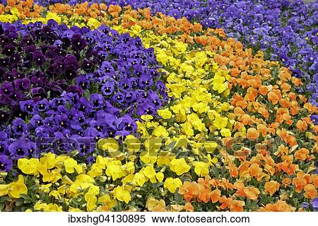 Stock Photography - Flowerbed with Pansies (Viola sp. ), Sauerland, North Rhine-Westphalia, Germany, Europe. Fotosearch