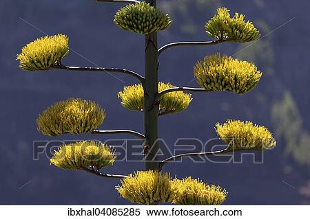 Flowering Agave (Agave), La Gomera, Canary Islands, Spain, Europe View Large Photo Image Stock Photography - Flowering Agave (Agave), La Gomera, Canary Islands, Spain, Europe. Fotosearch