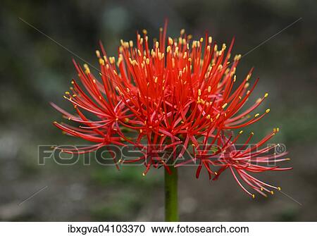 Flowering amaryllid (Amaryllidaceae), Harenna Forest, Bale Mountains, Oromia Region, Ethiopia, Africa View Large Photo Image Stock Image - Flowering amaryllid (Amaryllidaceae), Harenna Forest, Bale Mountains, Oromia Region, Ethiopia, Africa. Fotosearch