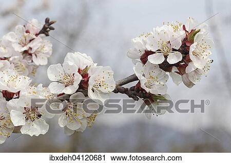 Stock Image - Flowering apricot tree (Prunus armeniaca), blossom, Wachau, Lower Austria, Austria, Europe. Fotosearch