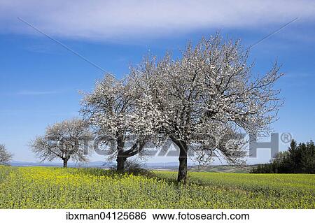 Stock Photograph - Flowering cherry trees, Rohrbach bei Mattersburg, Northern Burgenland, Burgenland, Austria, Europe. Fotosearch
