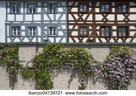 Flowering Clematis (Clematis) on a wall, two half-timbered facades behind, Lauf an der Pegnitz, Middle Franconia, Bavaria, Germany, Europe View Large Photo Image Stock Image - Flowering Clematis (Clematis) on a wall, two half-timbered facades behind, Lauf an der Pegnitz, Middle Franconia, Bavaria, Germany, Europe. Fotosearch