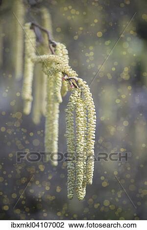 Flowering common hazel (Corylus avellana) with sprouting pollen (allergens) View Large Photo Image Stock Image - Flowering common hazel (Corylus avellana) with sprouting pollen (allergens). Fotosearch
