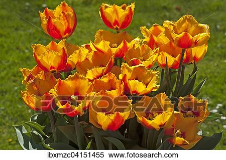 Flowering Crispa Tulips Fringed flair (Tulipa sp. ), Baden-Wurttemberg, Germany, Europe View Large Photo Image Stock Photography - Flowering Crispa Tulips Fringed flair (Tulipa sp. ), Baden-Wurttemberg, Germany, Europe. Fotosearch