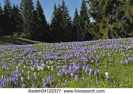 Flowering Crocuses (Crocus albiflorus) at Hundle mountain, Oberallgau, Allgau, Bavaria, Germany, Europe View Large Photo Image Stock Photo - Flowering Crocuses (Crocus albiflorus) at Hundle mountain, Oberallgau, Allgau, Bavaria, Germany, Europe. Fotosearch