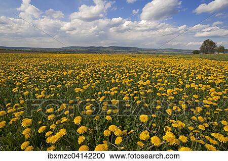 Flowering Dandelions (Taraxacum) with cloudy sky, landscape of the Franconian Switzerland behind, Middle Franconia, Bavaria, Germany, Europe View Large Photo Image Stock Image - Flowering Dandelions (Taraxacum) with cloudy sky, landscape of the Franconian Switzerland behind, Middle Franconia, Bavaria, Germany, Europe. Fotosearch