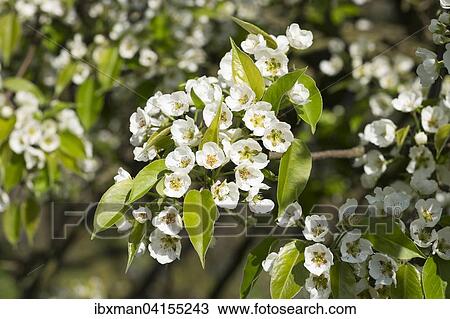 Flowering European pear tree (Pyrus communis), Wachau, Lower Austria, Austria, Europe View Large Photo Image Stock Image - Flowering European pear tree (Pyrus communis), Wachau, Lower Austria, Austria, Europe. Fotosearch