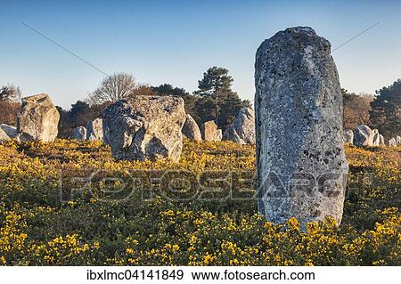 Flowering gorse surrounds the standing stones at Carnac, UNESCO World Heritage Site, Carnac, Brittany, France, Europe View Large Photo Image Stock Photo - Flowering gorse surrounds the standing stones at Carnac, UNESCO World Heritage Site, Carnac, Brittany, France, Europe. Fotosearch