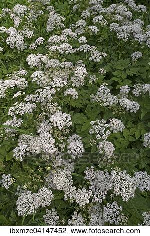 Flowering ground elder (Aegopodium podagraria), Germany, Europe View Large Photo Image Stock Image - Flowering ground elder (Aegopodium podagraria), Germany, Europe. Fotosearch