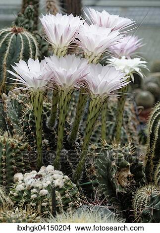 Picture - Flowering Hedgehog Cactus (Echinopsis sp. ). Fotosearch