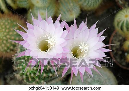 Stock Photo - Flowering Hedgehog Cactus (Echinopsis sp. ). Fotosearch