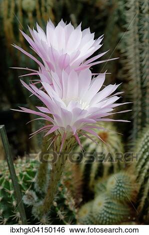 Flowering Hedgehog Cactus (Echinopsis sp. ) View Large Photo Image Stock Photograph - Flowering Hedgehog Cactus (Echinopsis sp. ). Fotosearch