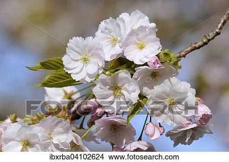 Flowering Japanese cherry (Prunus serrulata), North Rhine-Westphalia, Germany, Europe View Large Photo Image Picture - Flowering Japanese cherry (Prunus serrulata), North Rhine-Westphalia, Germany, Europe. Fotosearch