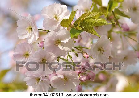 Flowering Japanese cherry (Prunus serrulata), North Rhine-Westphalia, Germany, Europe View Large Photo Image Stock Photo - Flowering Japanese cherry (Prunus serrulata), North Rhine-Westphalia, Germany, Europe. Fotosearch