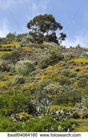Flowering mountainside, near Vega de San Mateo, Gran Canaria, Canary Islands, Spain, Europe View Large Photo Image Stock Image - Flowering mountainside, near Vega de San Mateo, Gran Canaria, Canary Islands, Spain, Europe. Fotosearch