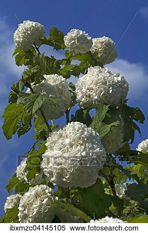 Flowering Orjenska Hudika (Viburnum maculatum), blue sky behind, Bavaria, Germany, Europe View Large Photo Image Stock Photography - Flowering Orjenska Hudika (Viburnum maculatum), blue sky behind, Bavaria, Germany, Europe. Fotosearch