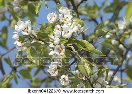 Flowering Pear tree (Pyrus sp. ), Emsland, Lower Saxony, Germany, Europe View Large Photo Image Stock Image - Flowering Pear tree (Pyrus sp. ), Emsland, Lower Saxony, Germany, Europe. Fotosearch