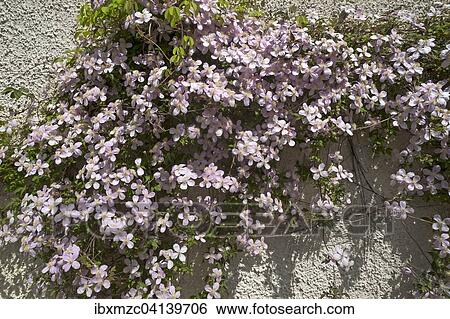 Flowering pink Clematis (Clematis) on a wall, Franconia, Bavaria, Germany, Europe View Large Photo Image Stock Photograph - Flowering pink Clematis (Clematis) on a wall, Franconia, Bavaria, Germany, Europe. Fotosearch