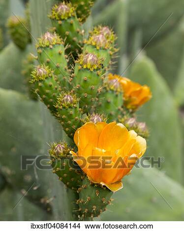 Flowering Prickly Pear Cactus (Opuntia), Gran Canaria, Canary Islands, Spain, Europe View Large Photo Image Picture - Flowering Prickly Pear Cactus (Opuntia), Gran Canaria, Canary Islands, Spain, Europe. Fotosearch