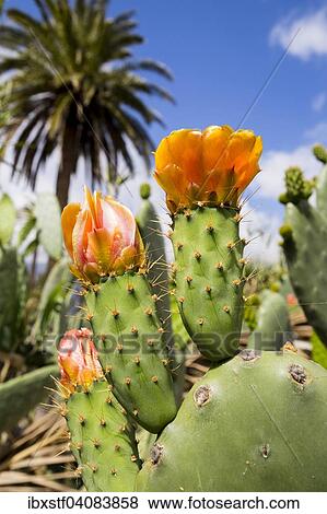 Stock Photo - Flowering Prickly Pear Cactus (Opuntia), Gran Canaria, Canary Islands, Spain, Europe. Fotosearch