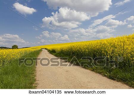 Flowering rapeseed fields (Brassica napus), Southern Palatinate, Palatinate, Rhineland-Palatinate, Germany, Europe View Large Photo Image Stock Photography - Flowering rapeseed fields (Brassica napus), Southern Palatinate, Palatinate, Rhineland-Palatinate, Germany, Europe. Fotosearch