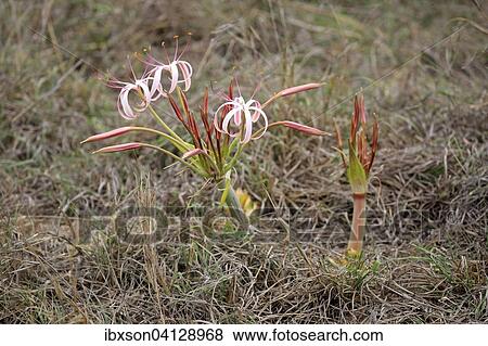 Flowering South African Crinum Lily (Crinum buphanoides), Kruger National Park, South Africa, Africa View Large Photo Image Stock Photo - Flowering South African Crinum Lily (Crinum buphanoides), Kruger National Park, South Africa, Africa. Fotosearch