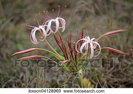 Flowering South African Crinum Lily (Crinum buphanoides), Kruger National Park, South Africa, Africa View Large Photo Image Stock Photo - Flowering South African Crinum Lily (Crinum buphanoides), Kruger National Park, South Africa, Africa. Fotosearch