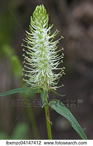 Flowering spiked rampion (Phyteuma spicatum), Bavaria, Germany, Europe View Large Photo Image Stock Image - Flowering spiked rampion (Phyteuma spicatum), Bavaria, Germany, Europe. Fotosearch