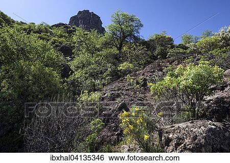 Flowering vegetation on a hiking trail below Roque Nublo, Gran Canaria, Canary Islands, Spain, Europe View Large Photo Image Stock Photograph - Flowering vegetation on a hiking trail below Roque Nublo, Gran Canaria, Canary Islands, Spain, Europe. Fotosearch