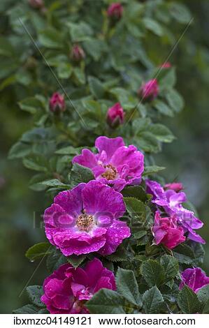 Stock Image - Flowers and buds of a Wild Rose (Rosa sp. ), Bavaria, Germany, Europe. Fotosearch