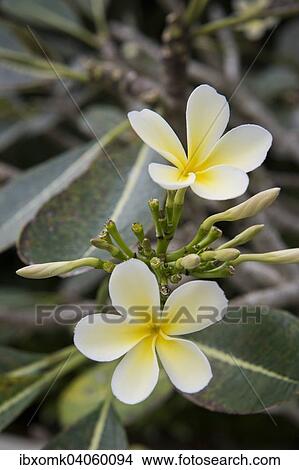 Flowers, Frangipani (Plumeria), Kerala, India, Asia View Large Photo Image Picture - Flowers, Frangipani (Plumeria), Kerala, India, Asia. Fotosearch
