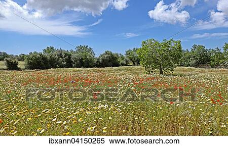 Flowers in meadow, common poppies (Papaver rhoeas) and ox-eye or oxeye daisies (Leucanthemum vulgare), Mallorca, Balearic Islands, Spain, Europe View Large Photo Image Stock Photography - Flowers in meadow, common poppies (Papaver rhoeas) and ox-eye or oxeye daisies (Leucanthemum vulgare), Mallorca, Balearic Islands, Spain, Europe. Fotosearch