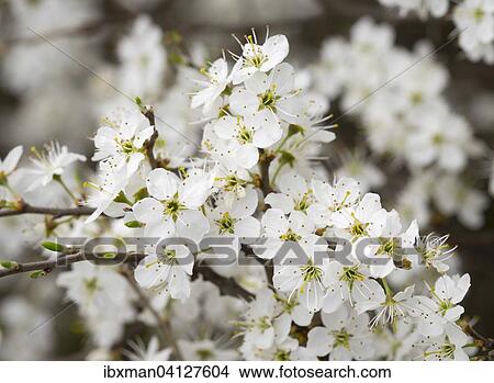 Flowers of Blackthorn or Sloe (Prunus spinosa), Burgenland, Austria, Europe View Large Photo Image Picture - Flowers of Blackthorn or Sloe (Prunus spinosa), Burgenland, Austria, Europe. Fotosearch