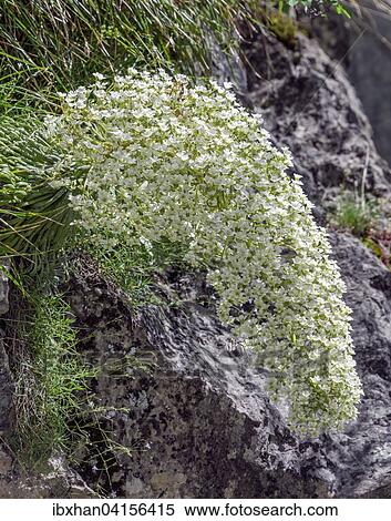 Flowers of the Pyrenean Saxifrage (Saxifraga longifolia), Valle de Estos, Benasque, Aragon, Spain, Europe View Large Photo Image Stock Photography - Flowers of the Pyrenean Saxifrage (Saxifraga longifolia), Valle de Estos, Benasque, Aragon, Spain, Europe. Fotosearch