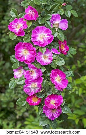 Flowers on a branch of a pink Wild Rose (Rosa sp. ), Bavaria, Germany, Europe View Large Photo Image Stock Image - Flowers on a branch of a pink Wild Rose (Rosa sp. ), Bavaria, Germany, Europe. Fotosearch
