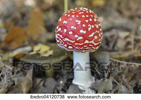 Stock Photo - Fly agaric (Amanita muscaria) amongst brown leaves, Italy, Europe. Fotosearch
