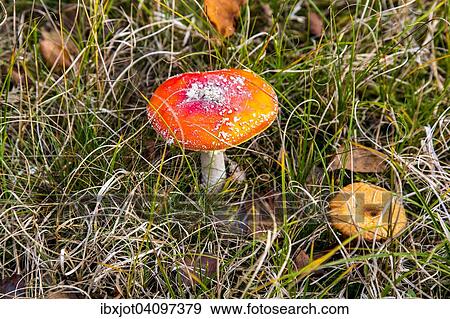 Fly agaric (Amanita muscaria) in a meadow, Spiekeroog, Lower Saxony, Germany, Europe View Large Photo Image Stock Photo - Fly agaric (Amanita muscaria) in a meadow, Spiekeroog, Lower Saxony, Germany, Europe. Fotosearch