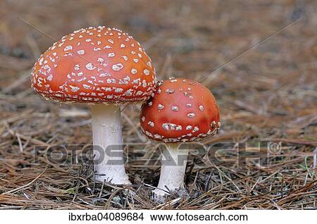 Fly Agaric (Amanita muscaria), Mecklenburg-Western Pomerania, Germany, Europe View Large Photo Image Picture - Fly Agaric (Amanita muscaria), Mecklenburg-Western Pomerania, Germany, Europe. Fotosearch