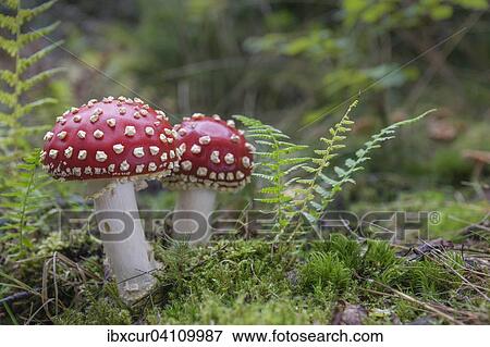 Fly agaric (Amanita muscaria), Thuringia, Germany, Europe View Large Photo Image Stock Photo - Fly agaric (Amanita muscaria), Thuringia, Germany, Europe. Fotosearch