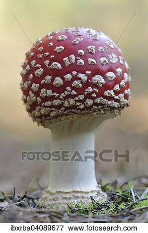 Fly Agaric (Amanita muscaria), Mecklenburg-Western Pomerania, Germany, Europe View Large Photo Image Stock Photo - Fly Agaric (Amanita muscaria), Mecklenburg-Western Pomerania, Germany, Europe. Fotosearch