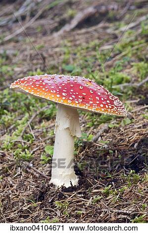 Stock Image - Fly agaric (Amanita muscaria), Tyrol, Austria, Europe. Fotosearch