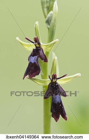 Fly Orchid (Ophrys insectifera), Rothenstein nature reserve, Thuringia, Germany, Europe View Large Photo Image Picture - Fly Orchid (Ophrys insectifera), Rothenstein nature reserve, Thuringia, Germany, Europe. Fotosearch